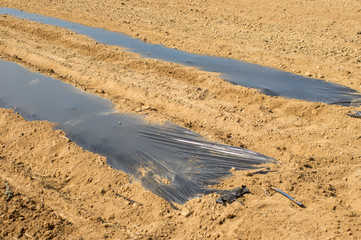 Plastic Covers of Rows of Seedlings