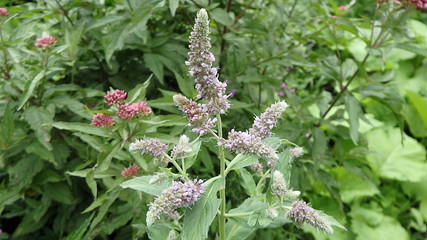 Flower of mint, (Mentha longifolia), Flower - mentha © danlersk