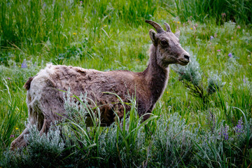 Yellowstone Wildlife: Bighorn sheep