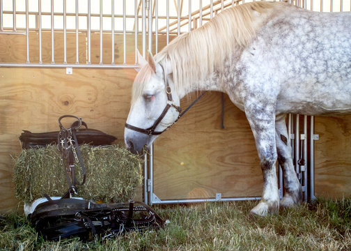 Horse eating Hay