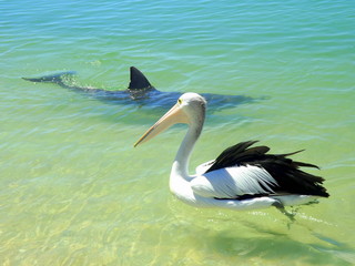 Un pellicano ed un delfino si incrociano nelle acque di Monkey Mia, Western Australia