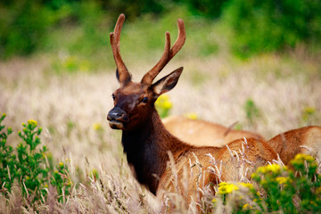 Fototapeta premium Elks