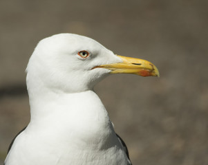 Lesser Black-backed gull