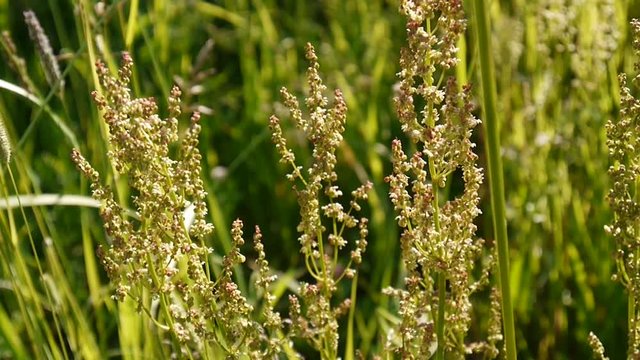 Rumex. Flowering wild sorrel in the field. Shooting of static camera.