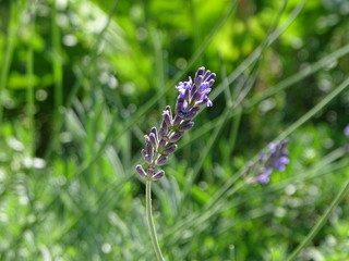 Lavendel
