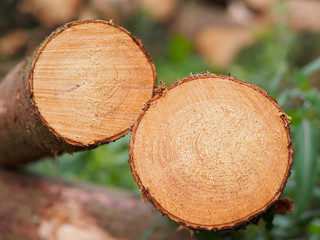 Schnittfl&auml;chen frisch gerodeter Fichtenb&auml;ume mit Jahresringen
