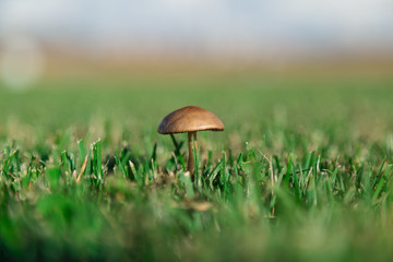 One lonely wild mushroom