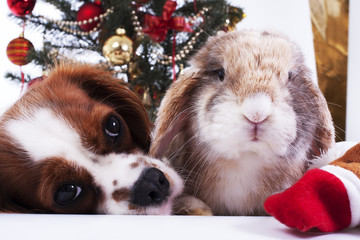 Christmas animals. Pet dog bunny rabbit.
