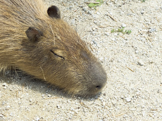 Capibara
