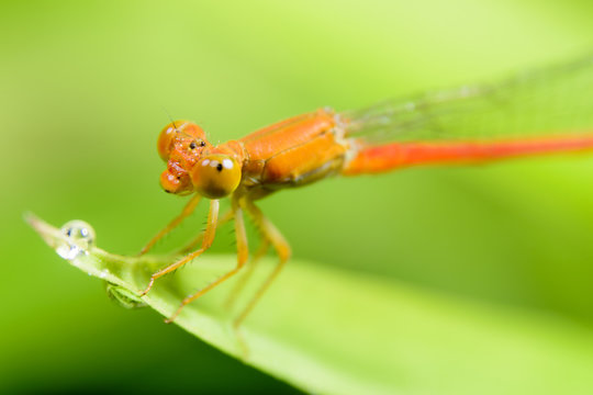 ベニイトトンボ