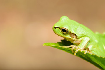 Obraz premium ニホンアマガエル