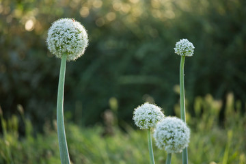 Allium cepa Flower