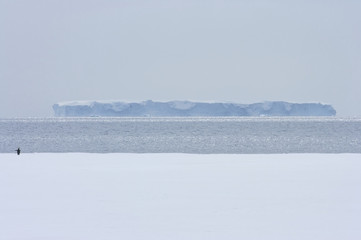 Emperor Penguin (Aptenodytes forsteri) at ice edge, Weddel Sea, Antarctica