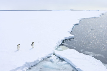 Emperor Penguin (Aptenodytes forsteri) at ice edge, Weddel Sea, Antarctica