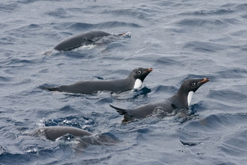 Obraz premium A group of Adelie Penguins (Pygoscelis adeliae) swimming in the ocean, Antarctica