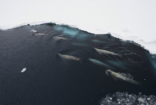 A group of crabeater seals (Lobodon carcinophagus) in an open lead in the fast ice, Weddel Sea, Antarctica