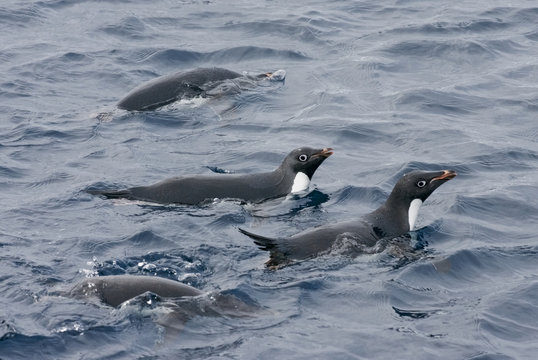 A group of Adelie Penguins (Pygoscelis adeliae) swimming in the ocean, Antarctica