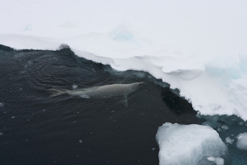 A group of crabeater seals (Lobodon carcinophagus) in an open lead in the fast ice, Weddel Sea, Antarctica