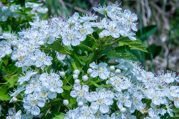 Hawthorn flowers