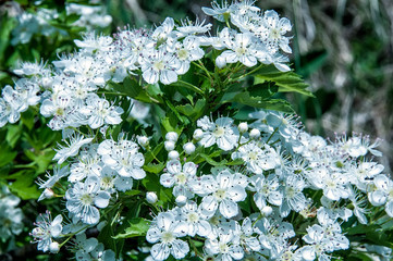 Hawthorn flowers