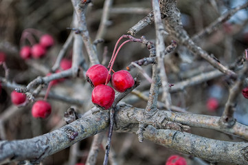Hawthorn berries