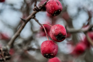 Hawthorn berries