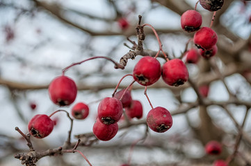 Hawthorn berries