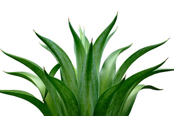 agave isolated on white background