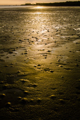 forest at the river estuary with beauty sunset