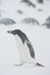 Obraz premium Adelie Penguin (Pygoscelis adeliae) collecting stones for nest building in the snow during a storm, Brown Bluff, Antarctica.