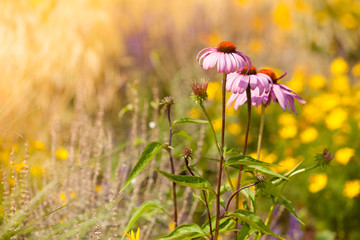 Detailed closeup of pink daisy flower