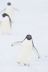 Obraz premium Adelie Penguin (Pygoscelis adeliae) marching in the snow during a storm, Brown Bluff, Antarctica.