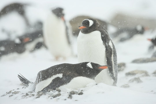 Gentoo Penguin (Pygoscelis papua ellsworthii) at nest in the snow during a storm, Brown Bluff, Antarctica.