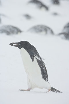 Adelie Penguin (Pygoscelis adeliae) collecting stones for nest building in the snow during a storm, Brown Bluff, Antarctica.
