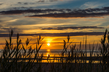 Tall grass on beach at sunset