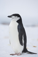 Chinstrap penguin (Pygoscelis antarctica) in a colony on Half Moon Island, Antarctica