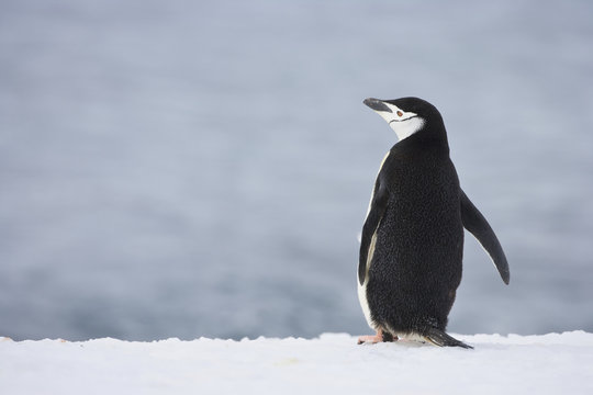Chinstrap penguin (Pygoscelis antarctica) on Half Moon Island, Antarctica