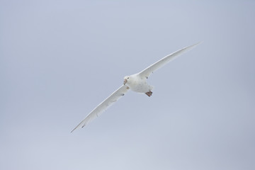 White morph Southern Giant Petrel (Macronectes giganteus), Antarctica