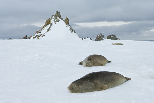 Southern Elephant seals (Mirouga leonina) weeners rest on the snow, Penguin Island, South Shetland Islands, Antarctica