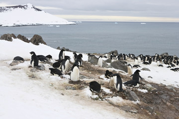 Adelie penguin (Pygoscelis adeliae) colony on Penguin Island, Shouth Shetland Island in a snow storm, Antarctica