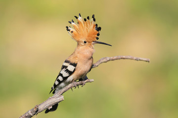 One hoopoe sitting on special branch.Photographed in soft morning light. 