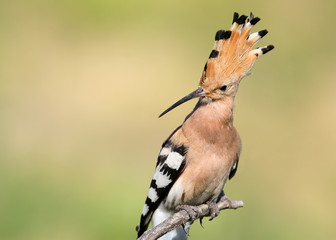 Unusual extra close up portrait of hoopoe from side view.