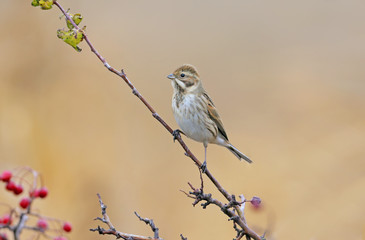 The corn bunting on the branch in nice background