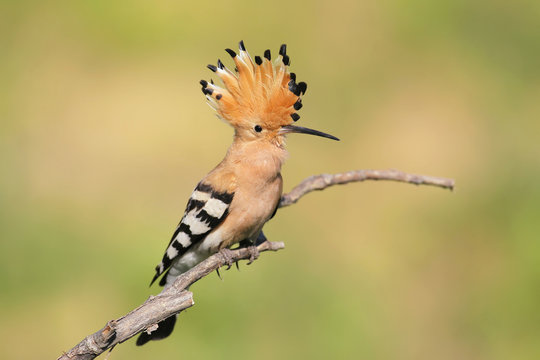 One hoopoe sitting on special branch.Photographed in soft morning light. 