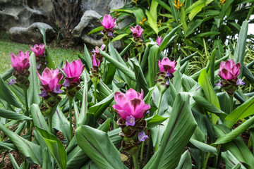 Beautiful pink flowers in the garden