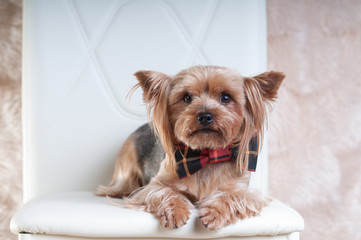 Cute yorkshire terrier in bow tie lying on white chair