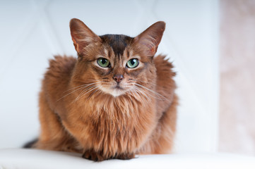 Somali cat ruddy color portrait