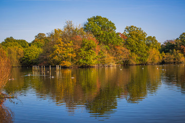 Fototapeta na wymiar Amazing view on pond and trees