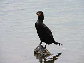 Ibira29