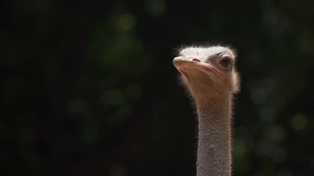 Close up shot of ostrich head at the ostrich farm.
